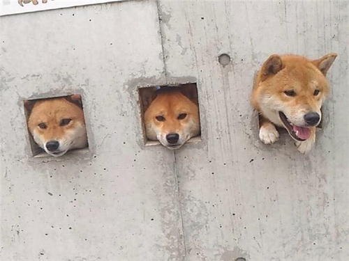 bo-ba-chu-cho-shiba-don-tim-cong-dong-2