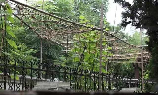 Cây cối mọc um tùm trong khuôn viên biệt thự.