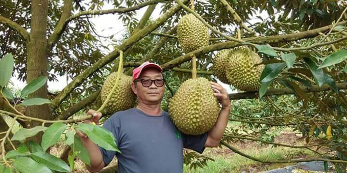 Nông dân Thái bán đấu giá quả sầu riêng nặng 18 kg